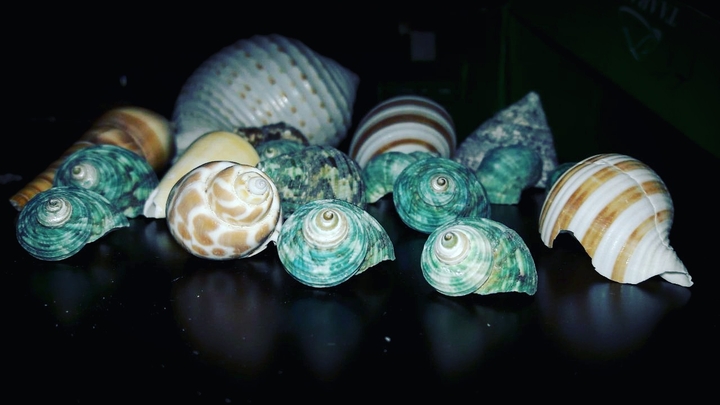 shell