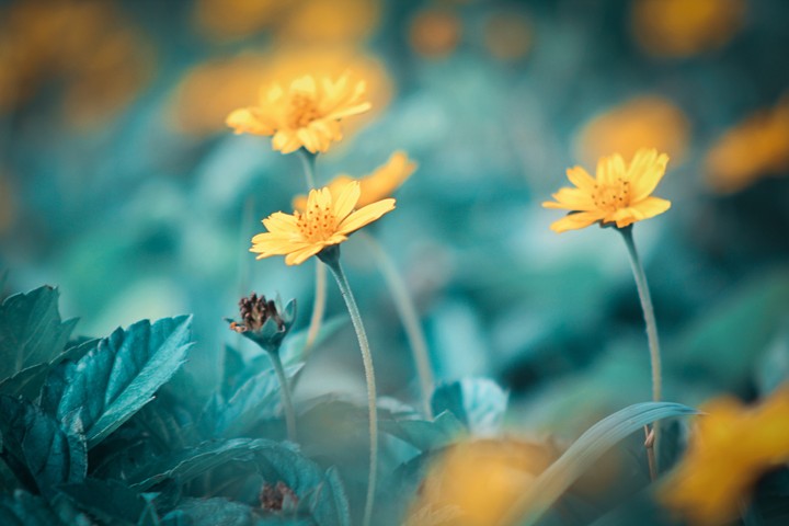 flowers