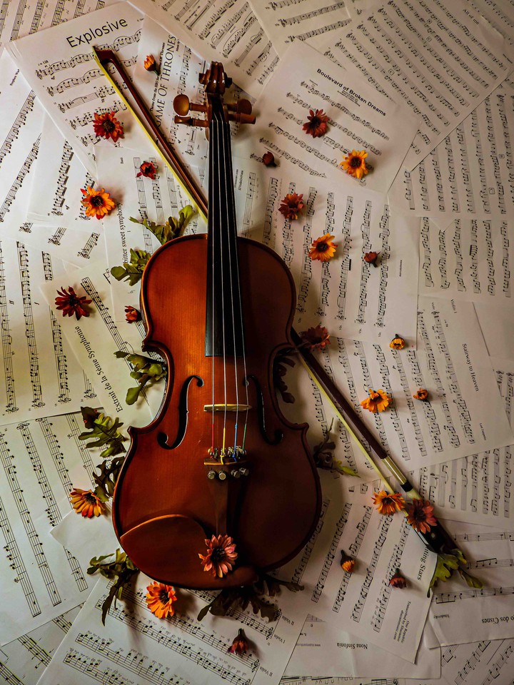violino