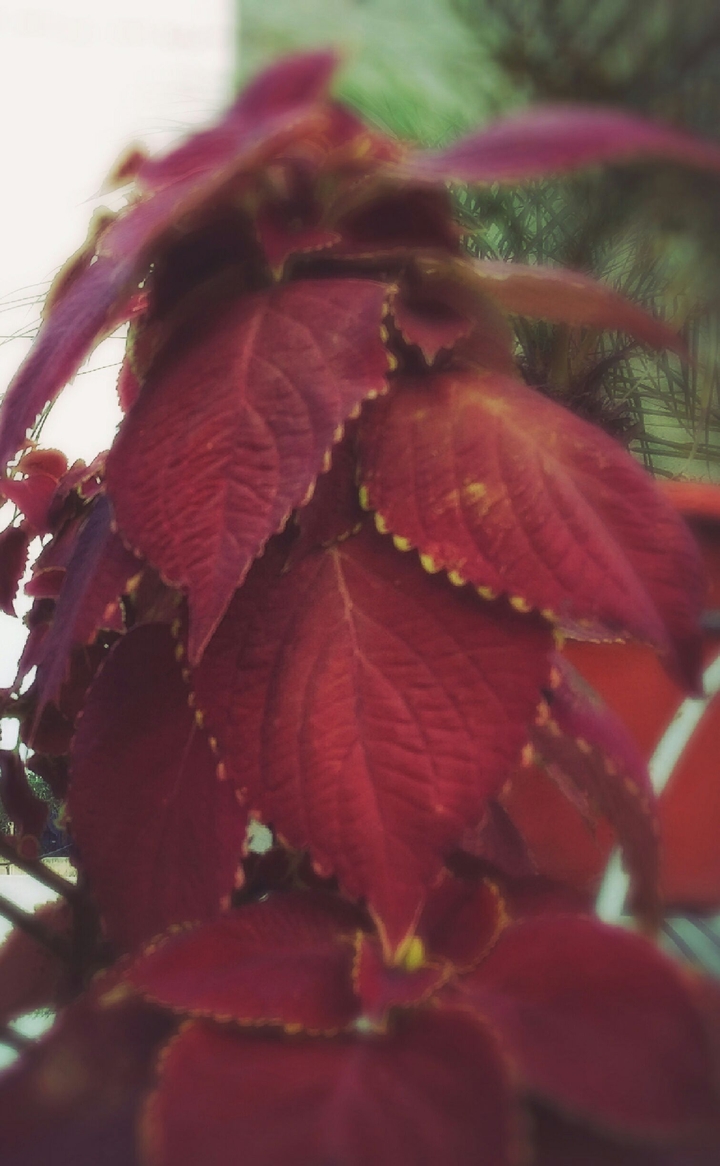nature
