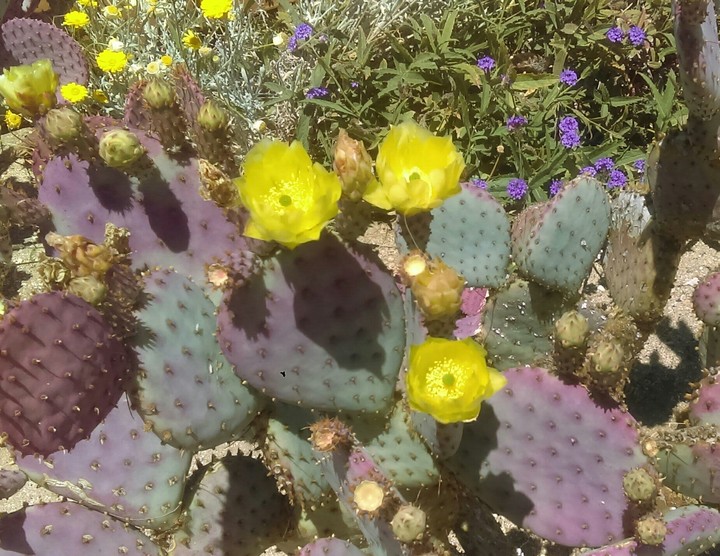 cactus flower