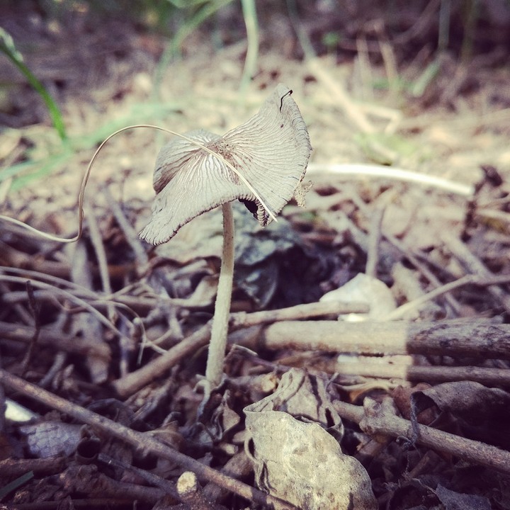 Tiny Mushrooms