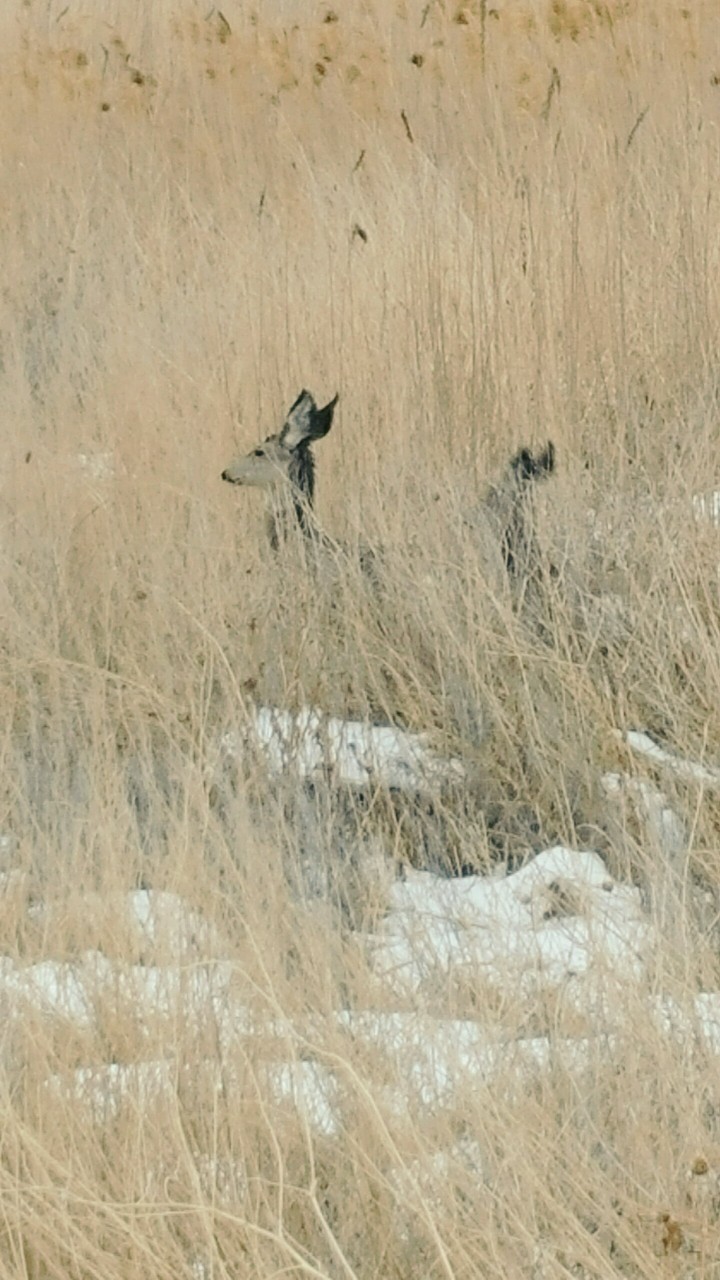 Deer