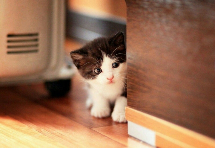 Kitten