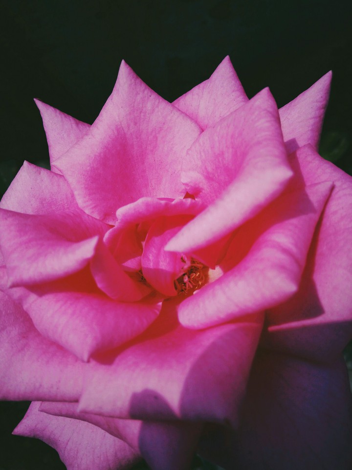 pink rose