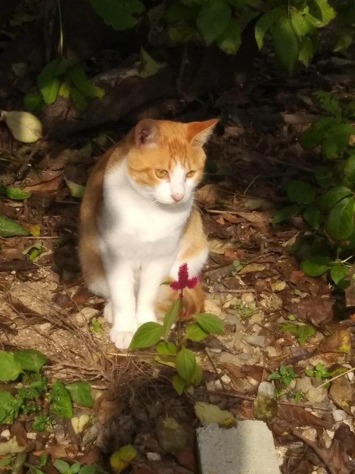 cat