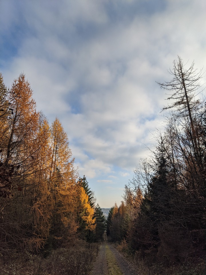Wald