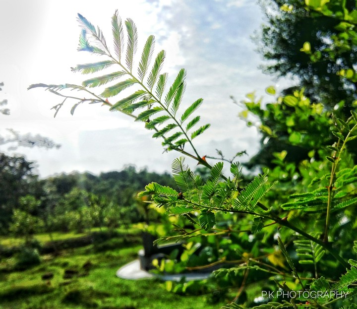 A leaf