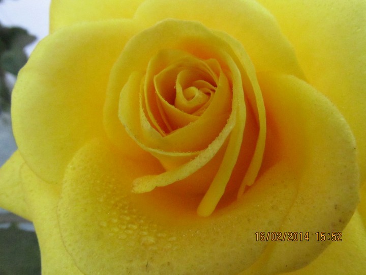 yellow rose