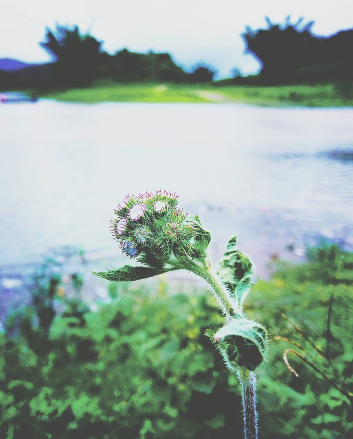 photography nature flowers