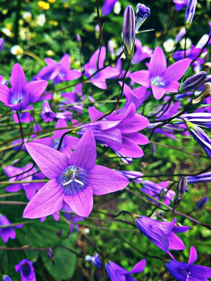 lilac
