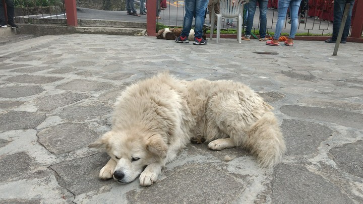 cute doggy