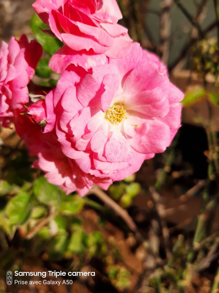 flower