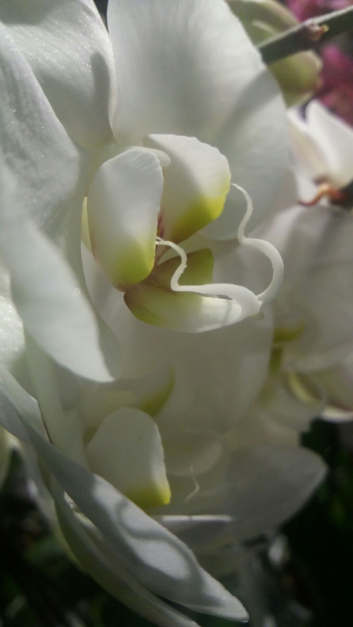 White Orchid