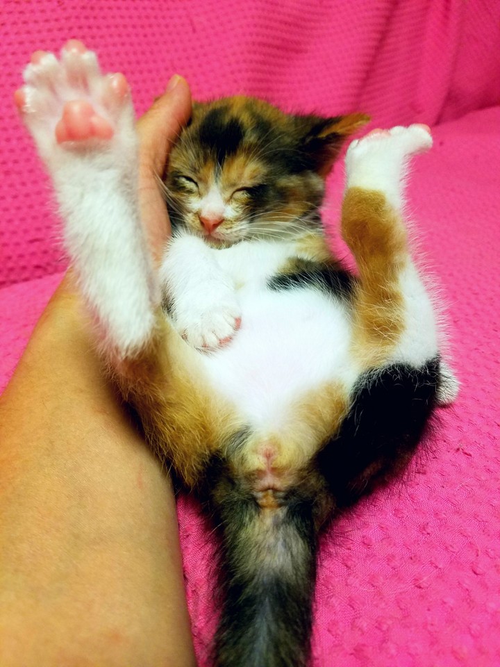 my kitty