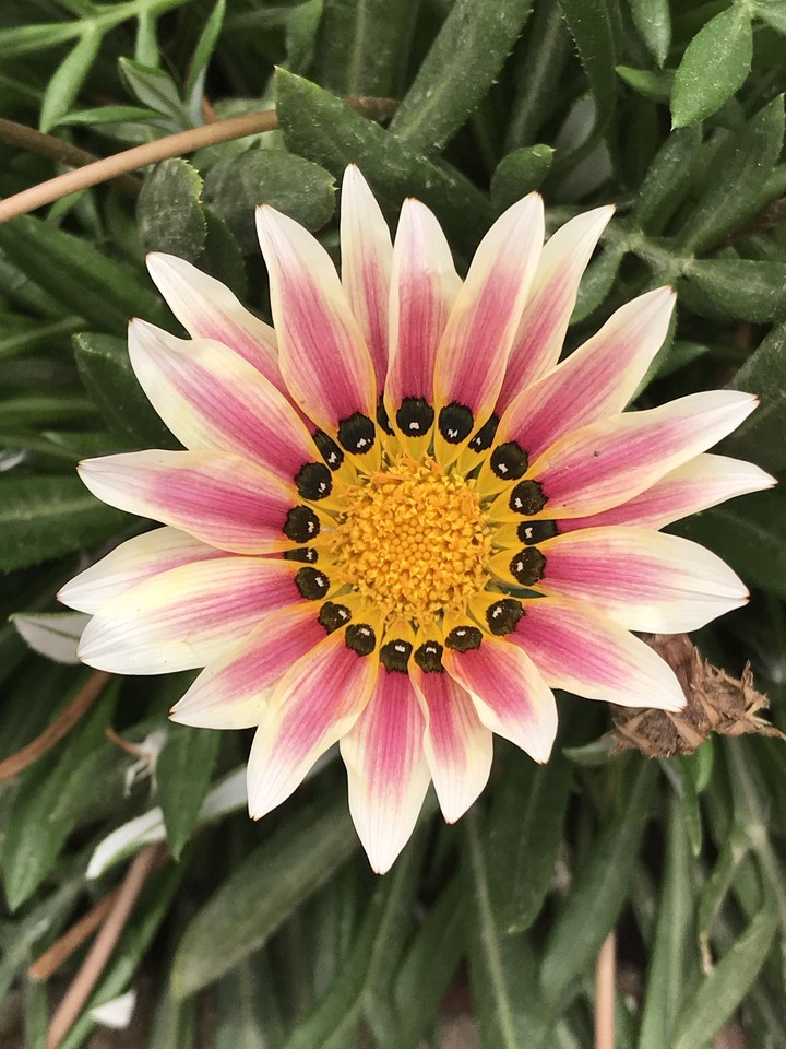 Esplosione di colori
