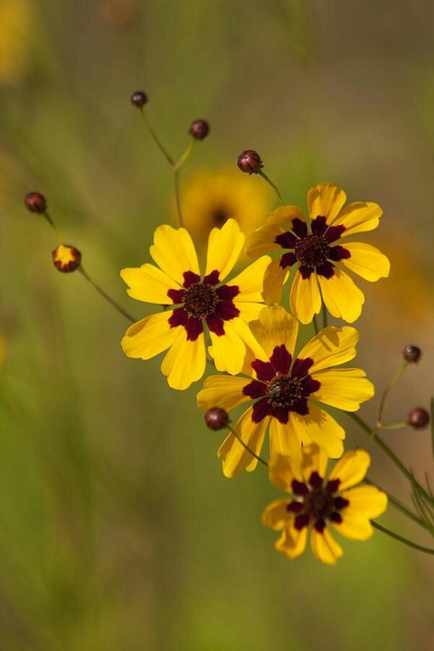 خلفيات flower, wildflower