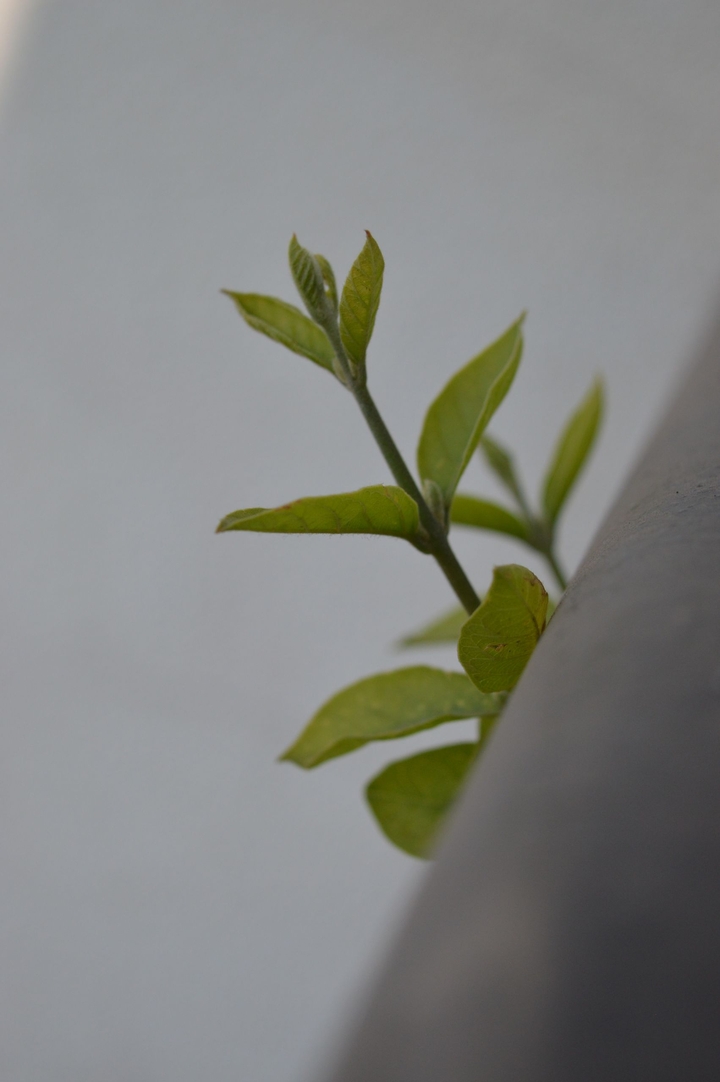 leaves