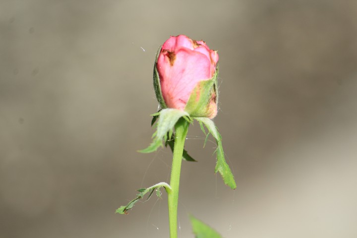 Rose ( Day-1 )