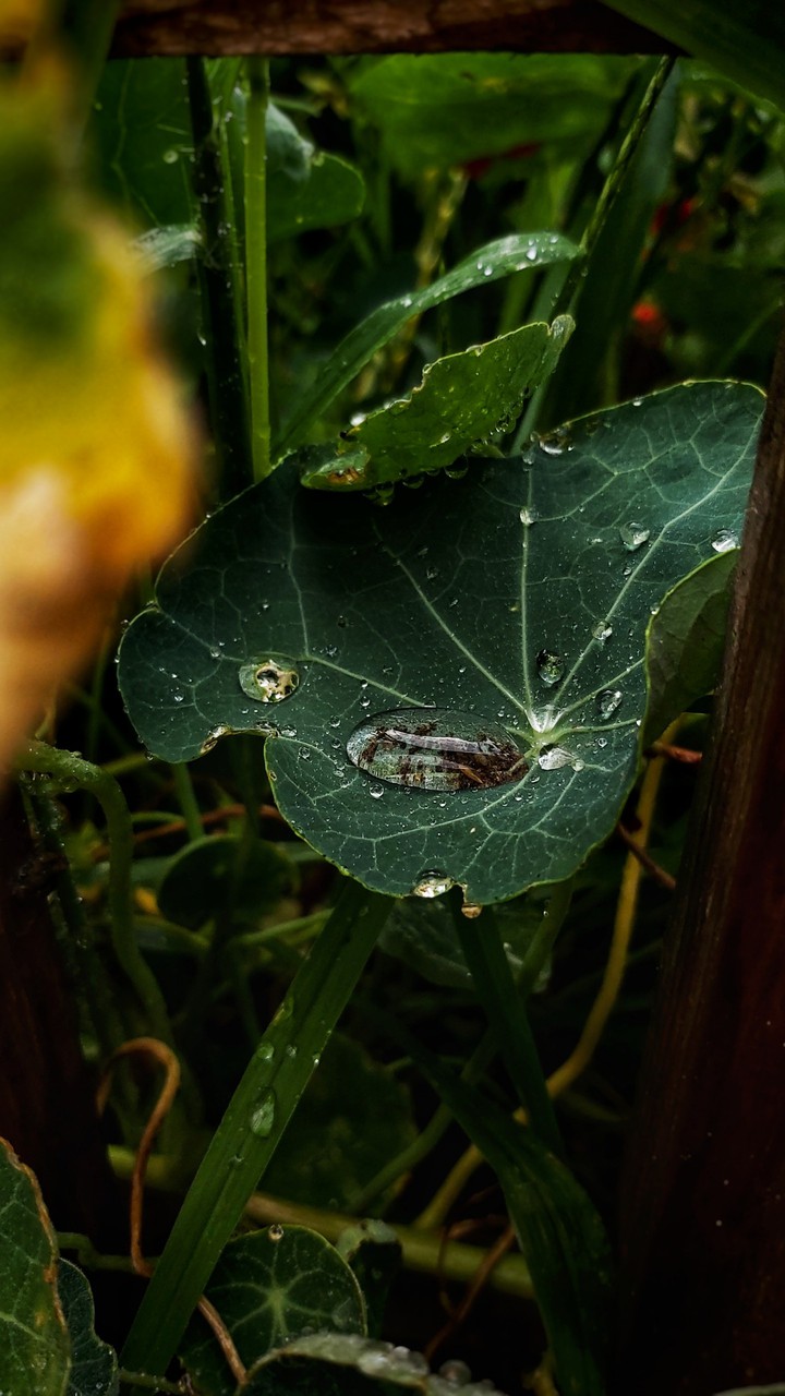 Waterdrop on leaf