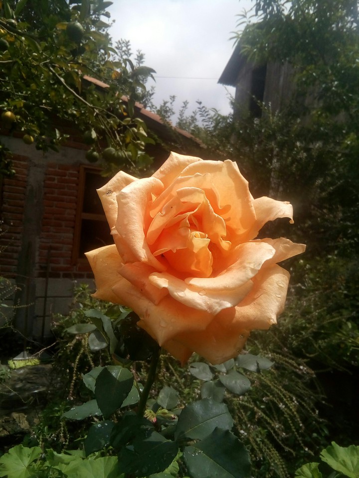 bella rosa