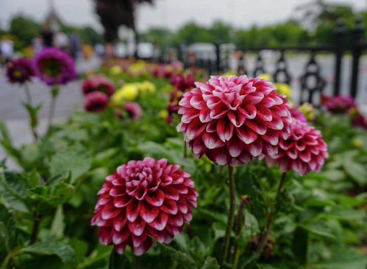 flower the İstanbul