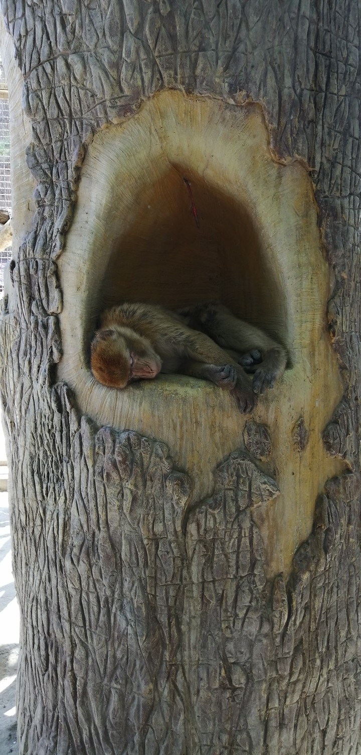 monkey