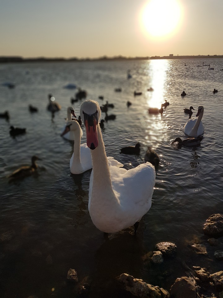 rowan, swans, pink lake