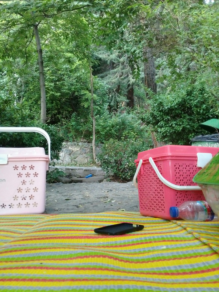 picnic
