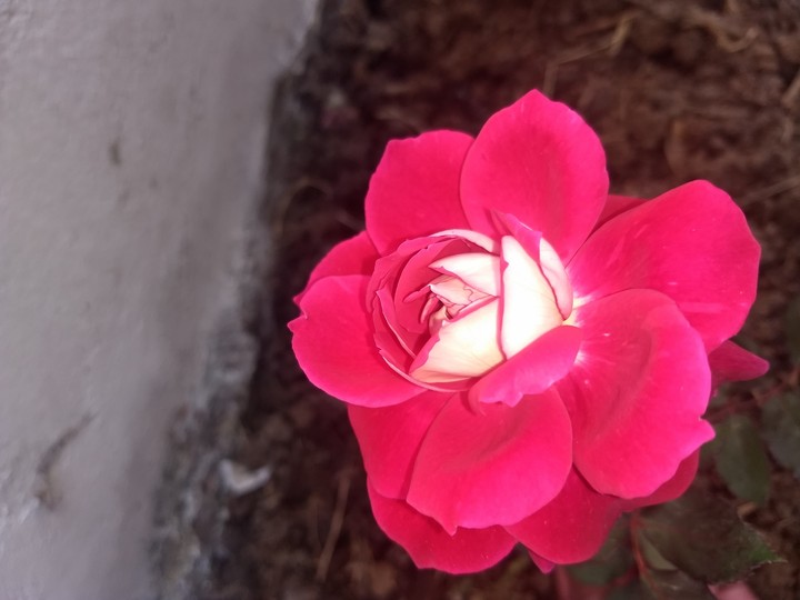 #Rose in our #Garden
