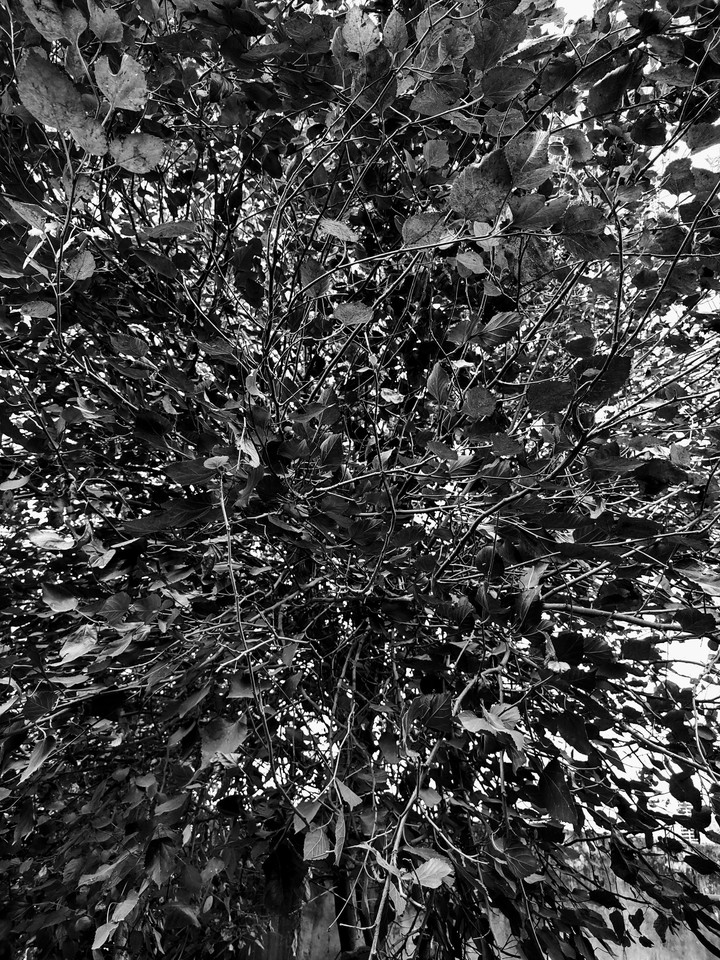 branches