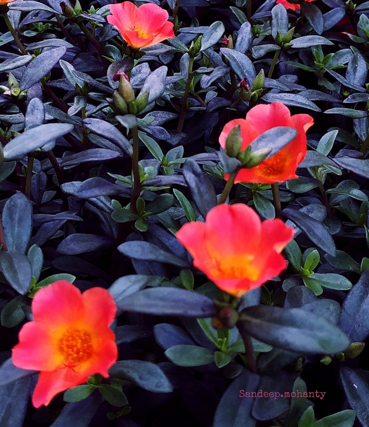 flowers