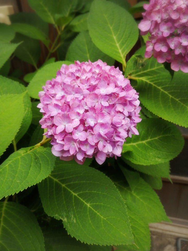 紫陽花