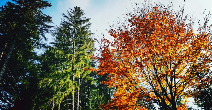 Todtnauberg Schwarzwald