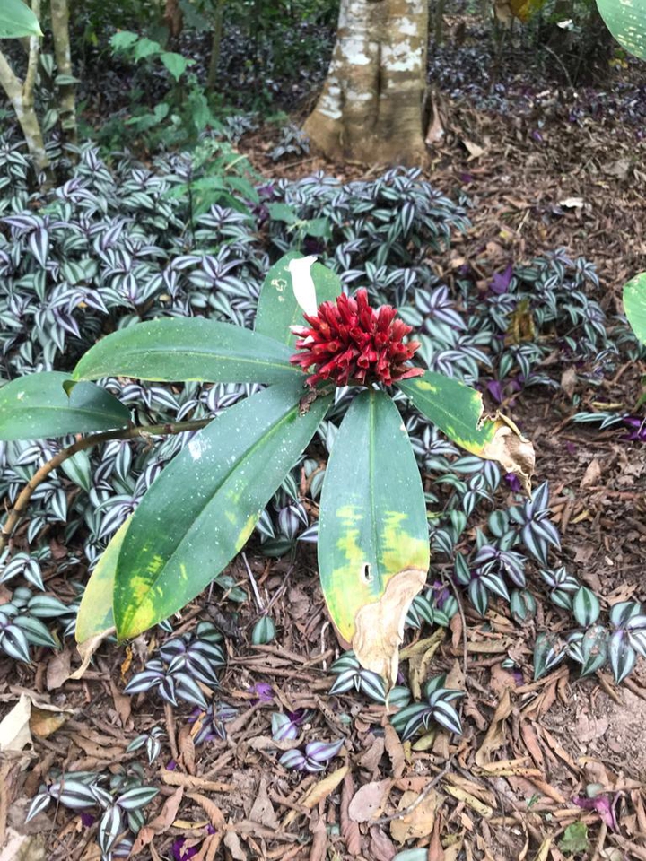 amazonas Colombia