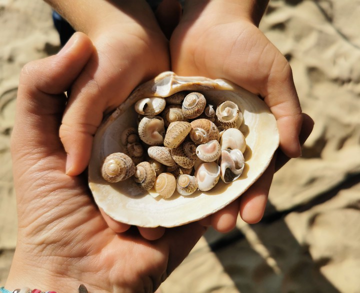 Seashells