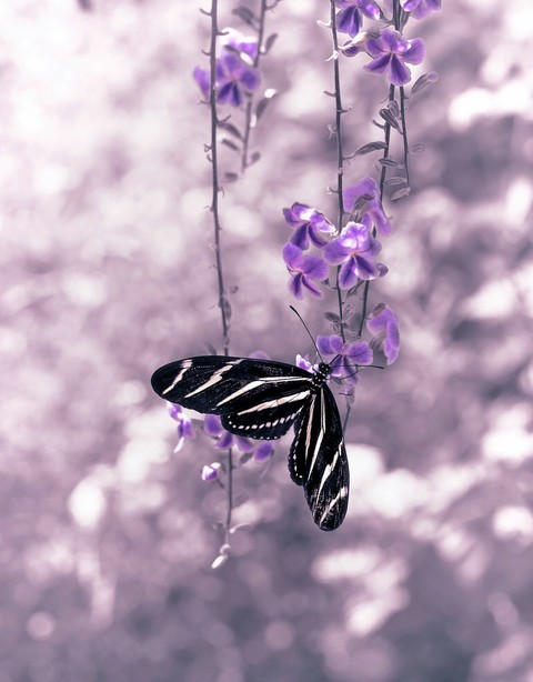butterfly