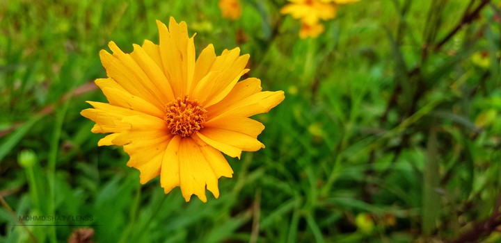 Flower
