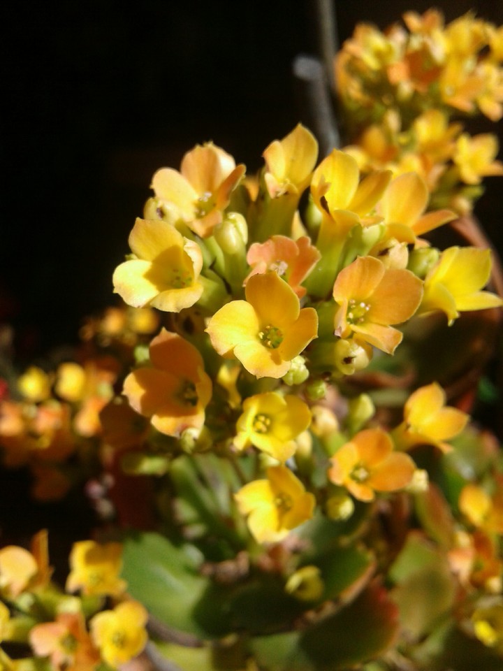 Yellow Flowers