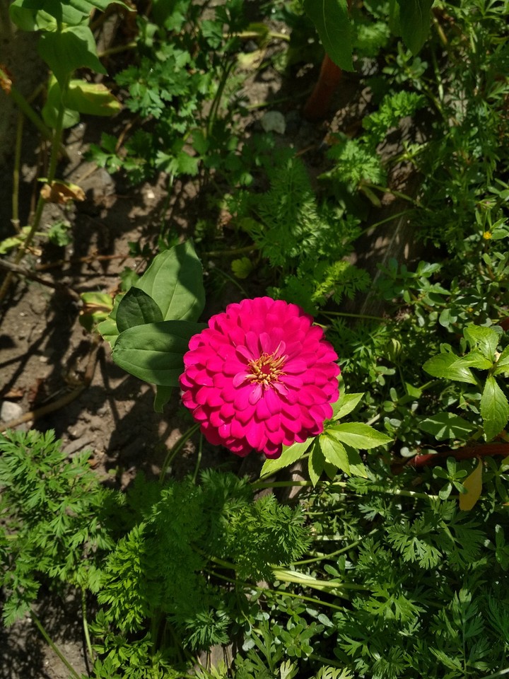 Pink pink pink