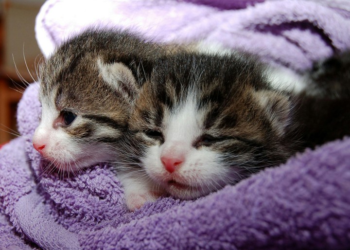 little cats.✌✔