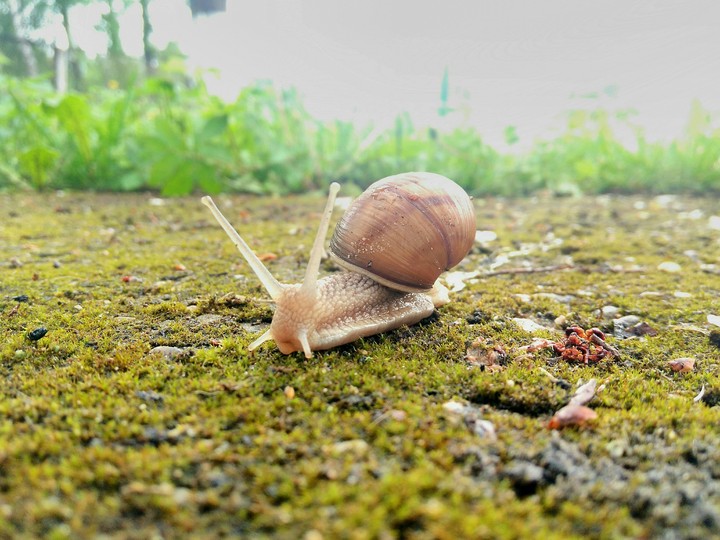 природа