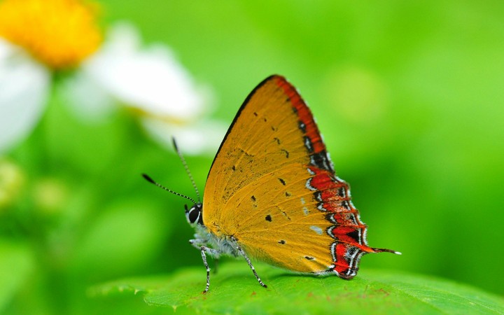 Butterfly