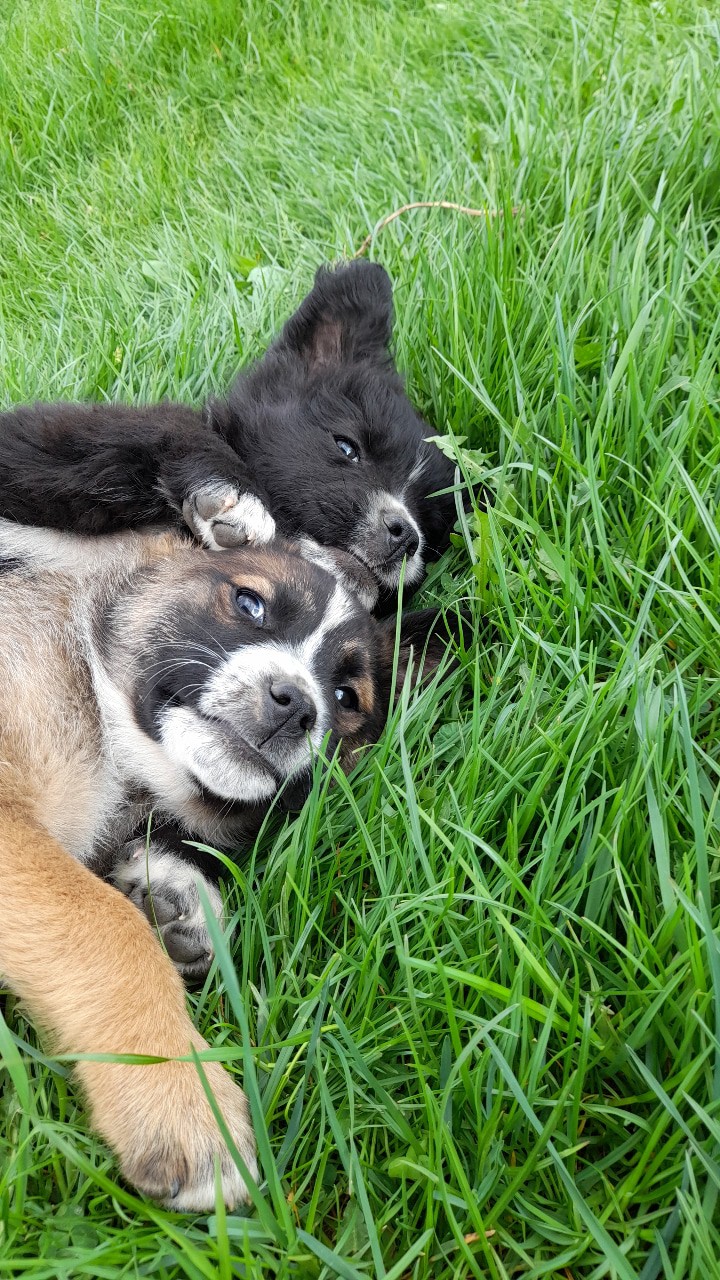 dog