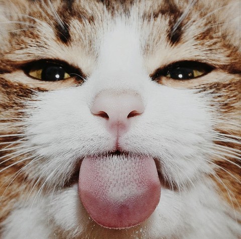 fonds d'écran cat, fur