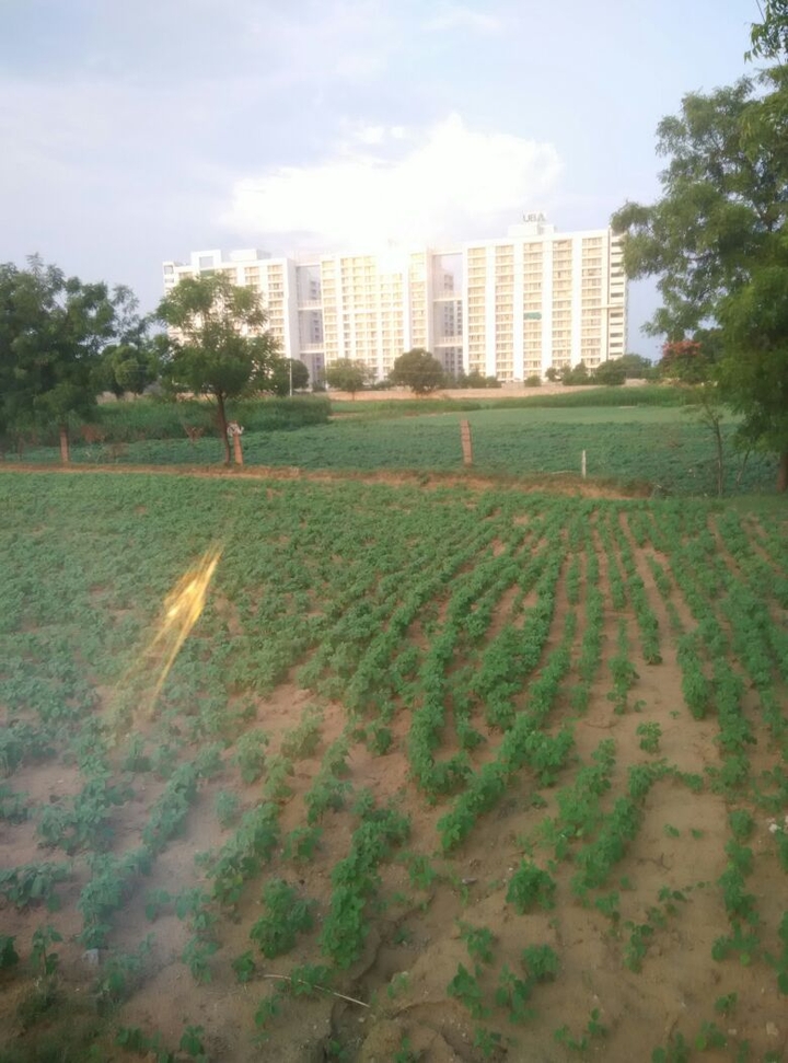 Developed Agriculture City....