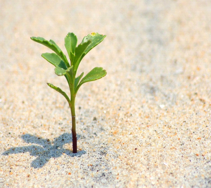 Plant is growing up