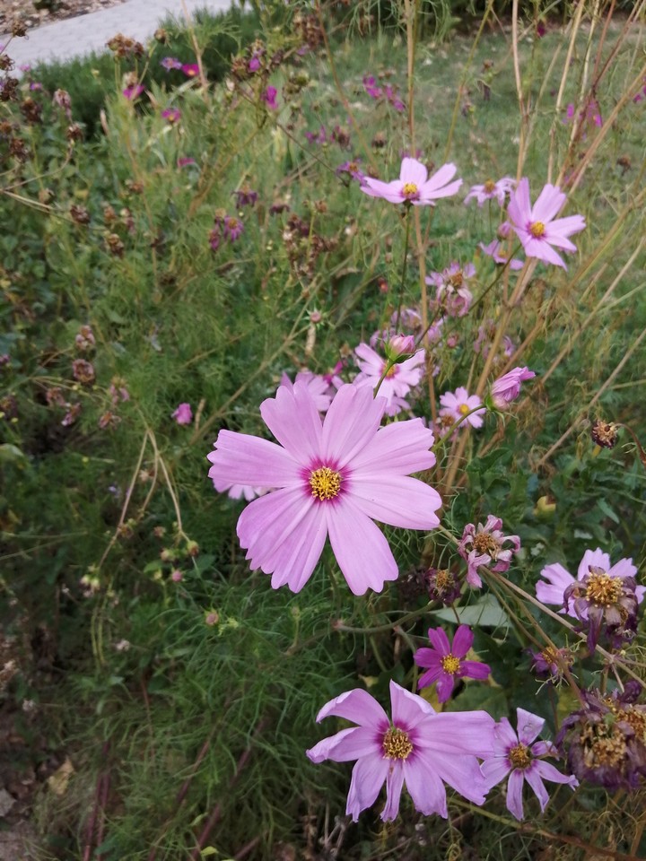 The pink beauty