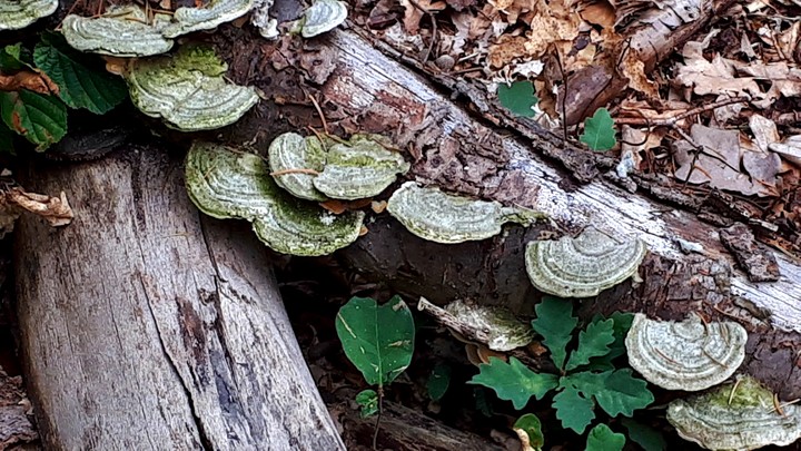 fungus on a tree stump