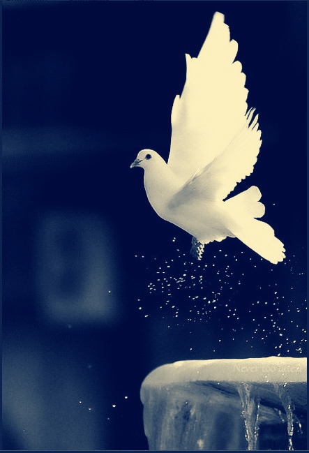 #peace